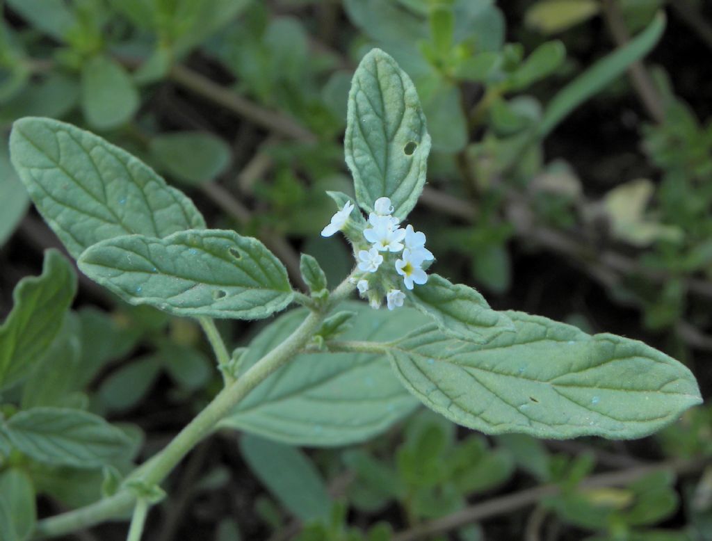 Heliotropium europaeum / Eliotropio selvatico